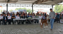 Hacıhamzalı Mahallesi’nde 2. Buzağı Güzellik Yarışması Düzenlendi